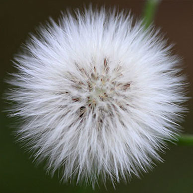 Photo by Flickr user Cobalt123 Creative Commons copyright