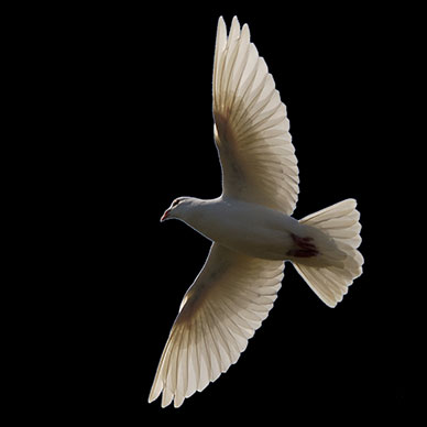 Photo by Ian Burt - Flicker Creative commons copyright