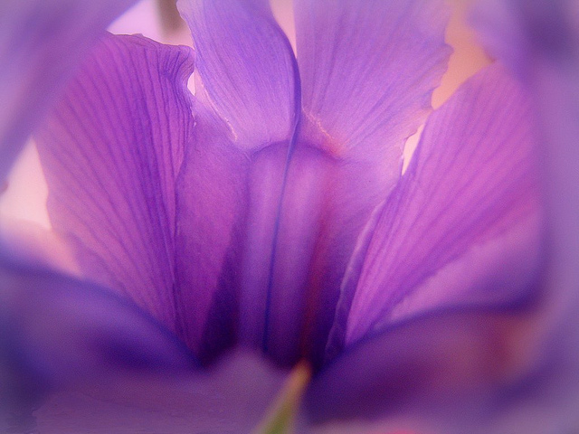 Photo by Flicker user Nature_Deb2 Creative Commons Copyright