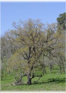 ThankYouGrandfather~~element26