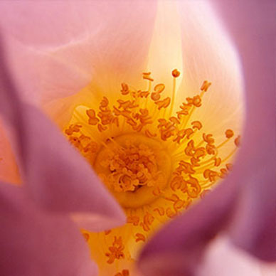 Photo by Flickr user Brian A Peterson Creative Commons copyright