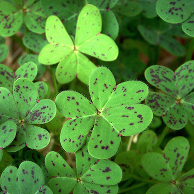 Photo by Flickr user Cobalt123 Creative Commons Copyright