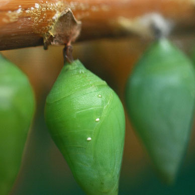 Photo by Flickr user Johnson Cameraface Creative Commons Copyright