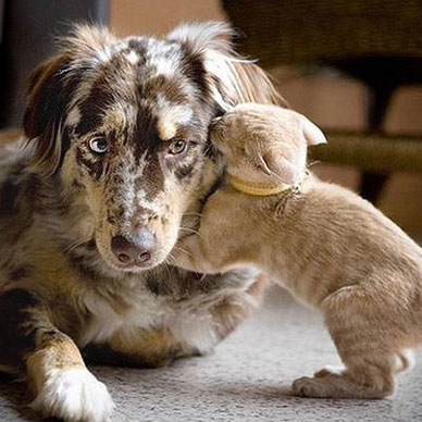 Photo by Flickr user Roger Creative Commons copyright