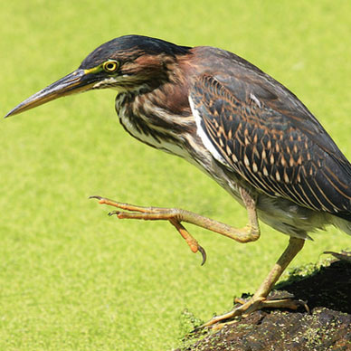 Photo by Flickr user Shannon O'Shea Creative Commons Copyright