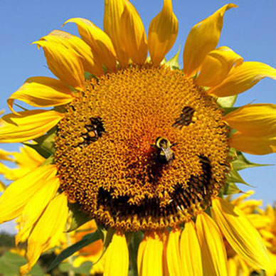 Photo by Flickr user Stephen Creative Commons Copyright