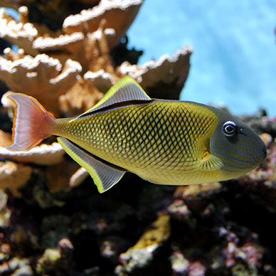 Photo by Flickr user Wataro Goro Creative Commons Copyright