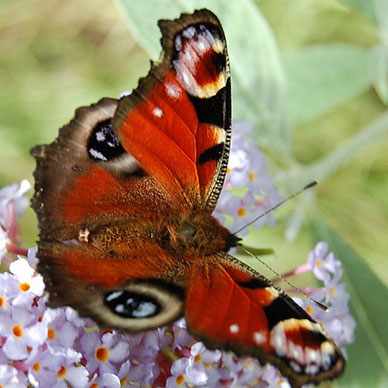 Photo by Flickr User Vicky Brock Creative Commons Copyright