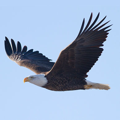 Image by Flickr user steveberardi Creative Commons Copyright