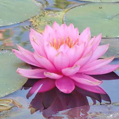 Photo by Flickr user Eileen Kane - Creative Commons Copyright