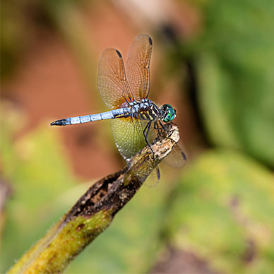 Photo by Flickr user KellarW - Creative Commons Copyright