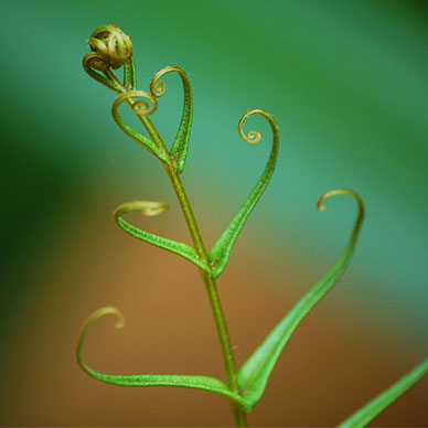 Photo by Flickr user motiqua - Creative Commons Copyright