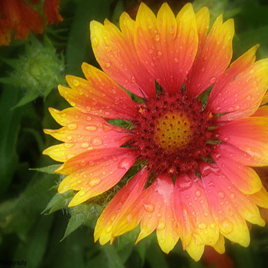 Photo by Flickr user B Balaji - Creative Commons Copyright