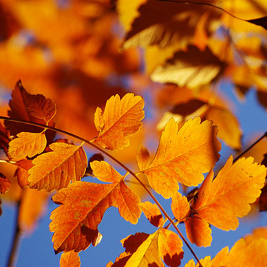 Photo by Flickr user Lali Masriera - Creative Commons Copyright