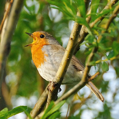 Photo by Flickr user Peter Mulligan - Creative Commons Copyright