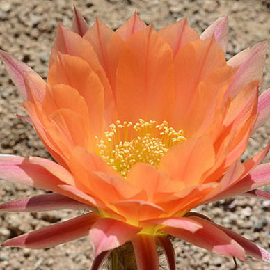 Photo by Flickr user tdlucas5000 - Creative Commons Copyright