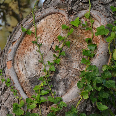 Photo by Flickr user Tony Alter - Creative Commons Copyright