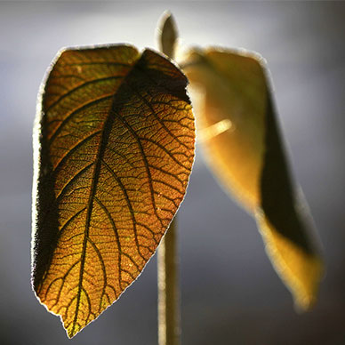 Photo by Flickr user jenny downing - Creative Commons Copyright