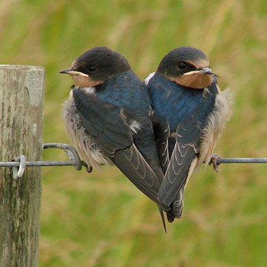 Photo by Flickr user lovecatz - Creative Commons Copyright