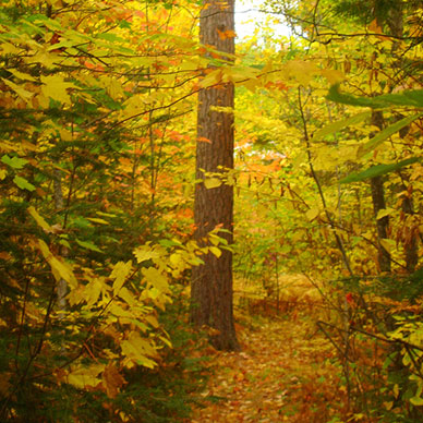 Photo by Flickr user Dawn Hopkins - Creative Commons Copyright