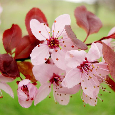 Photo by Flickr user jac o p o - Creative Commons Copyright