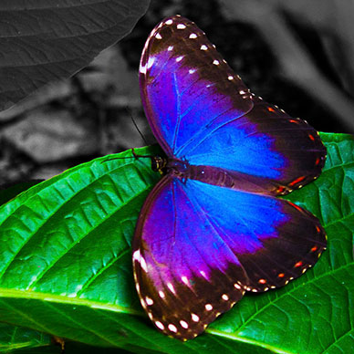 Photo by Flickr user Rebecca-Jayne Bennett - Creative Commons Copyright