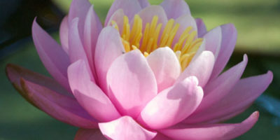 Photo by Flickr user Brian Pirie - Creative Commons Copyright