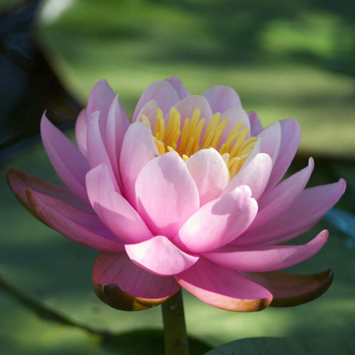 Photo by Flickr user Brian Pirie - Creative Commons Copyright