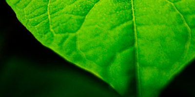 Photo by Flickr user Sean McGrath - Creative Commons Copyright