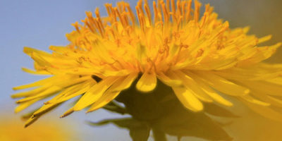 jenny downing-goldmist