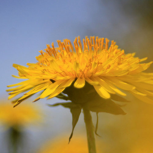 jenny downing-goldmist