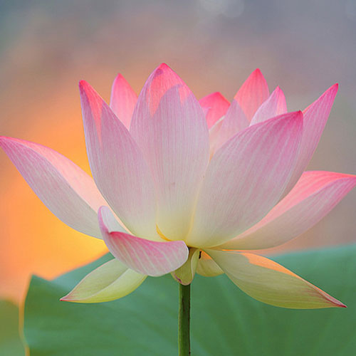 Photo by Flickr user maf04 - Creative Commons Copyright