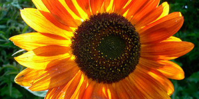 Photo by Flickr user bill mulder - Creative Commons Copyright