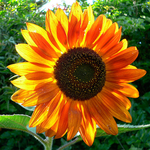 Photo by Flickr user bill mulder - Creative Commons Copyright