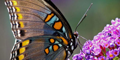 Photo by Flickr user Chris Potako - Creative Commons Copyright