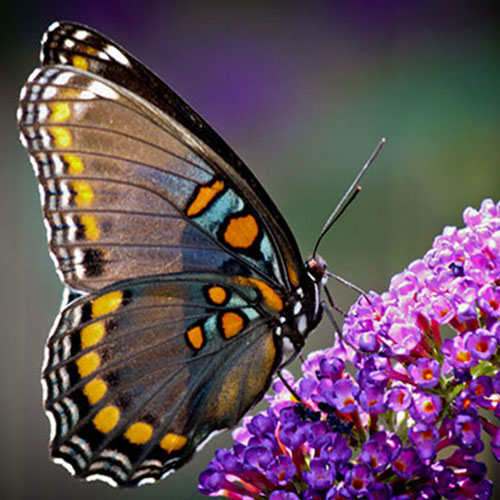 Photo by Flickr user Chris Potako - Creative Commons Copyright