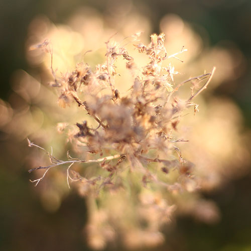 Photo by Flickr user Manuel C. Photographies - Creative Commons Copyright