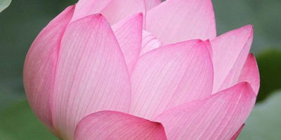 Photo by Flickr user Ching - Creative Commons Copyright