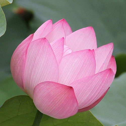 Photo by Flickr user Ching - Creative Commons Copyright