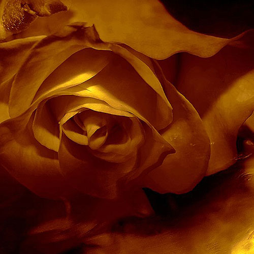 Delphine Devos - Creative Commons Copyright