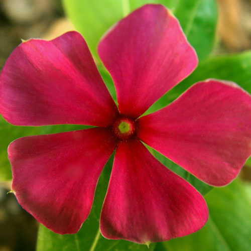 Photo by Flickr user Parvin - Creative Commons Copyright