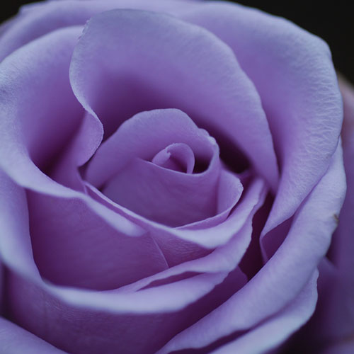Photo by Flickr user Carolyn Jewel-- Creative Commons Copyright