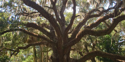 Photo by Flickr user oliver-dodd - Creative Commons Copyright