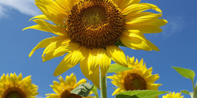 Photo by Flickr user skyseeker - Creative Commons Copyright