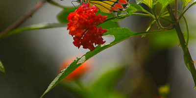 Photo by Flickr user Vinoth Chandar - Creative Commons Copyrig