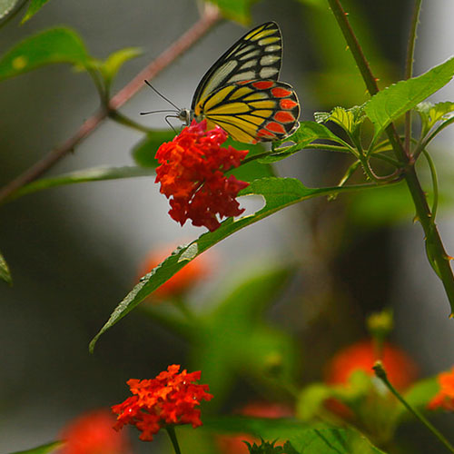 Photo by Flickr user Vinoth Chandar - Creative Commons Copyrig