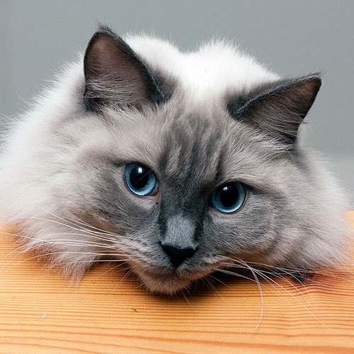 Photo by Flickr user Antti - Creative Commons Copyright