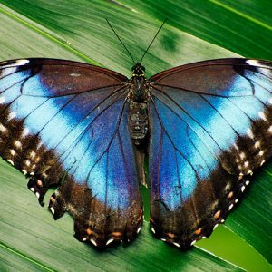 Photo by Flickr user felix tsao - Creative Commons Copyright