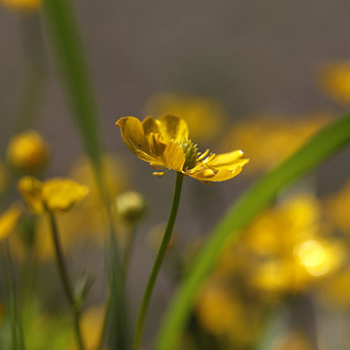 Photo by Flickr user jenny downing - Creative Commons Copyright