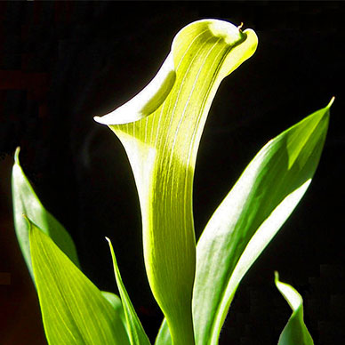 Photo by Artista - Flicker Creative commons copyright